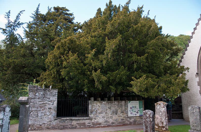 Fortingall Yew in Perthshire is thought to be between 3,000 - 5,000 years old but could have just 100 more years left after visitors repeatedly took trophies home. (Wikimedia/Mogens Engelund)