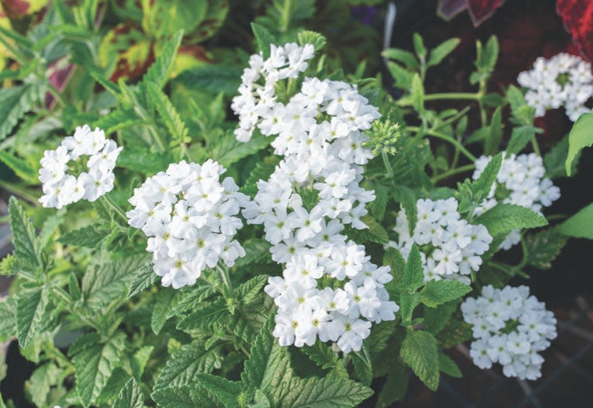Scentsation White is a new verbena variety that attracts hummingbirds and butterflies.