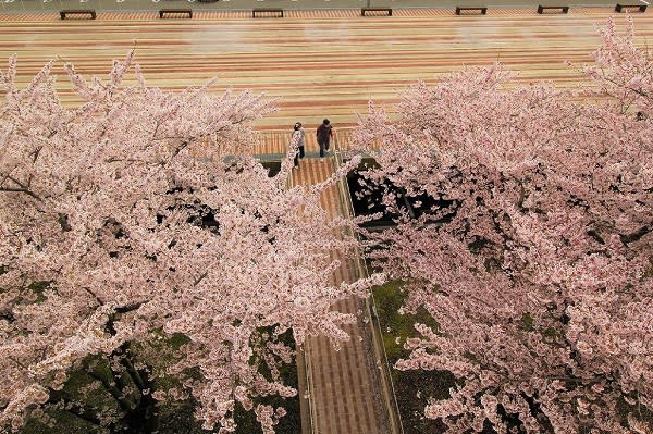 ▲能代市役所欣賞櫻花之美（圖/秋田白神觀光）