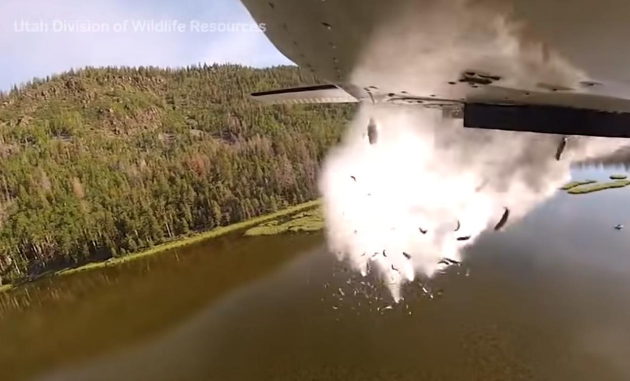 Cada verano cientos de miles de peces son lanzados desde el aire para repoblar los lagos de montaña de Utah | Utah Division of Wildlife Resources (DWR)