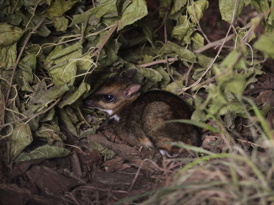 Philippine mouse-deer, born at Zoo Wroclaw, Poland on 10 November (via REUTERS)