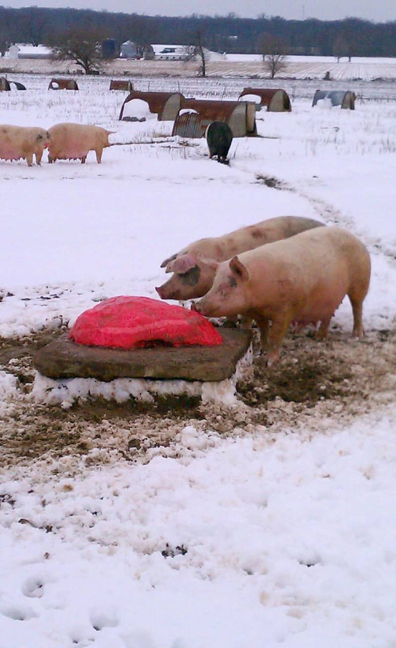 Pigs grazing on Lifesaver leftovers.