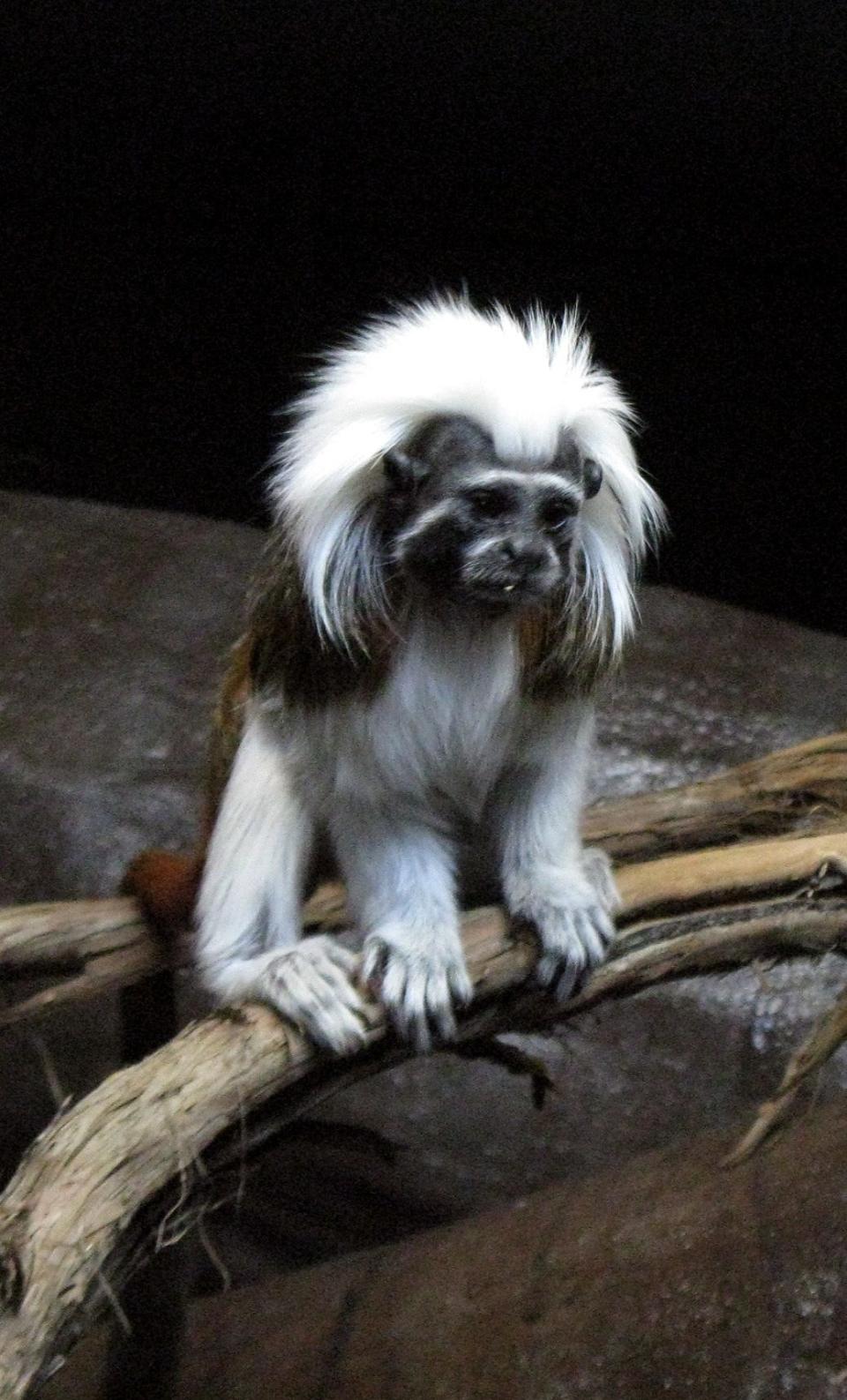 In this O-D file photo, one of the Utica Zoo's cotton-top tamarins sits in its exhibit shortly after it opened in 2009.