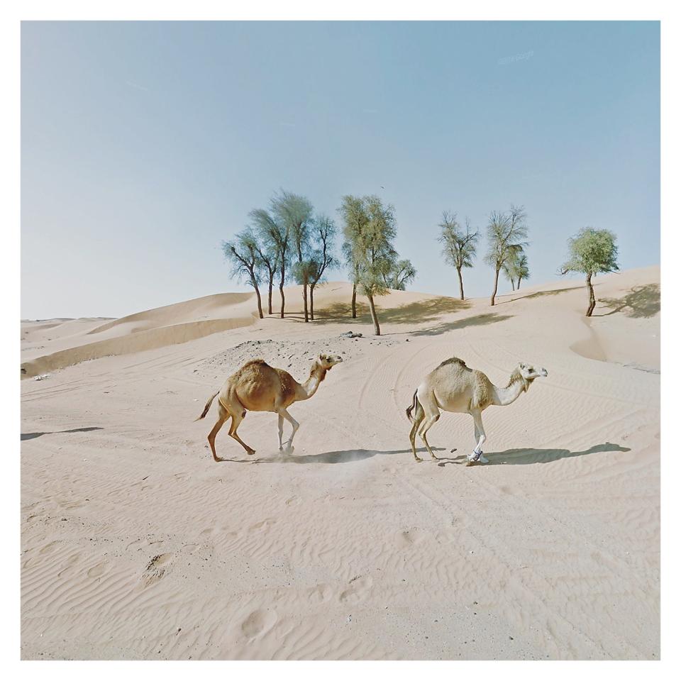 Syncronised Camels_UAE