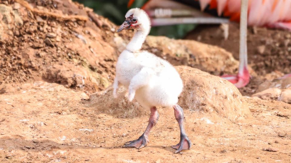 Curtis and Arthur's chick, which has not yet been named, is almost a month old and appears to be doing well, according to Paignton Zoo. - Wild Planet Trust