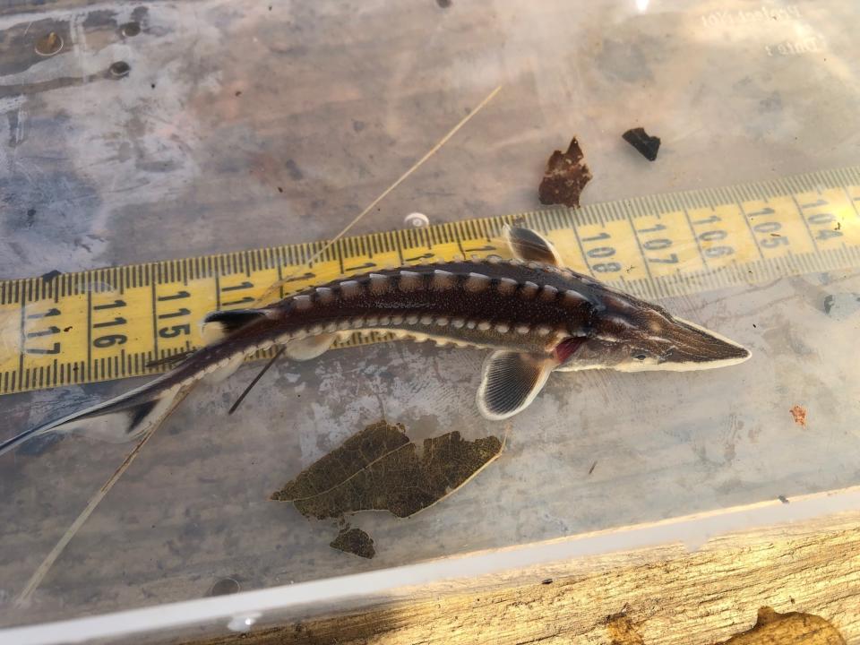 In this Saturday Dec. 29, 2018 photo, Matthew Balazik, a sturgeon research ecologist with Virginia Commonwealth University, measures a baby Atlantic sturgeon caught from Virginia's James River. (AP Photo/Ben Finley)