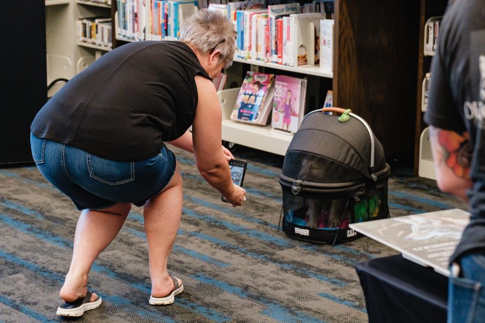 A woman photographs Watson, a 1-month-old ambassador wolf in training before a special educational program on wolves and the role they play in our ecosystem. The event, held at the Tuscarawas County Public Library System's Main Library in New Philadelphia, was led by Rachel Lauren Robertson of the Ohio Canid Center.