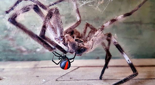 A picture of the redback eating huntsman. Source:  Amie Dreyer / Caters News Agency