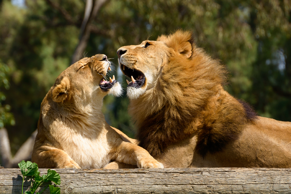 <p>印度有8頭獅子確診新冠肺炎，動物園緊急停止對外開放。（圖／Shutterstock）</p>
