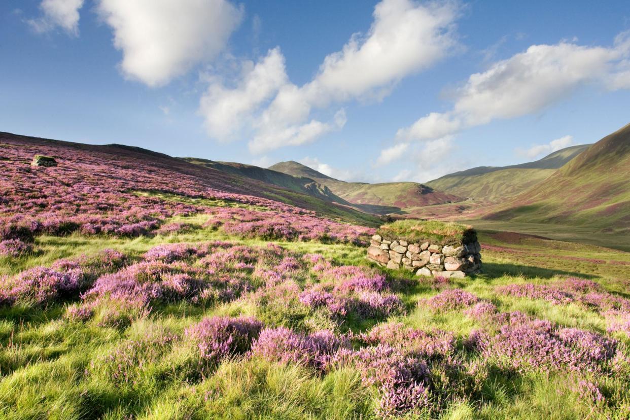 <span>The Spittal of Glenshee covered in purple heather.</span><span>Photograph: Studio9/Alamy</span>