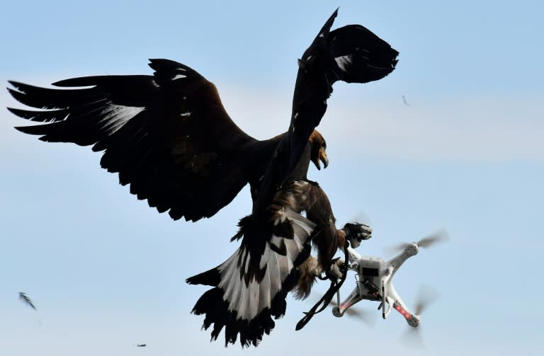 A royal eagle catches a drone during a military exercise at the Mont-de-Marsan airbase, southwestern France