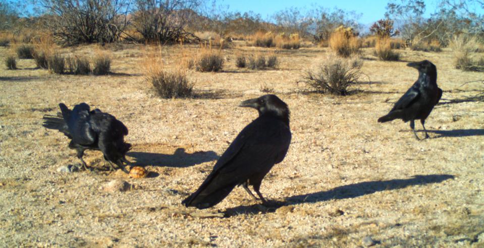 A raven pecks at a Techno-tortoise, a 3D-printed replica of a baby desert tortoise, designed to fool the birds and prevent attacks.