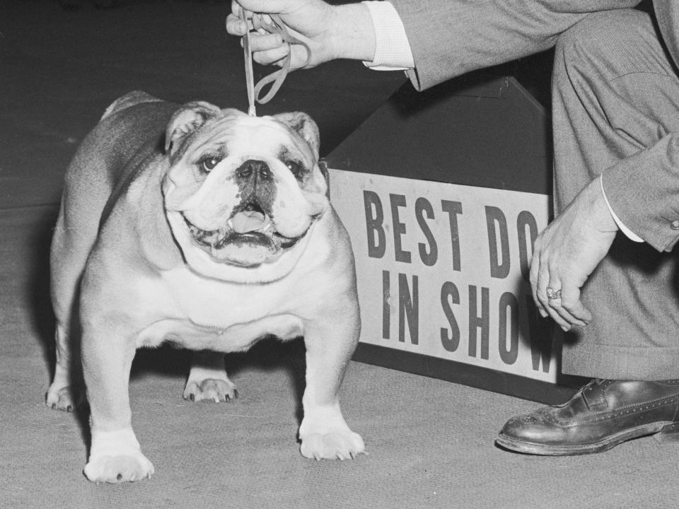 english bulldog 1955 winner