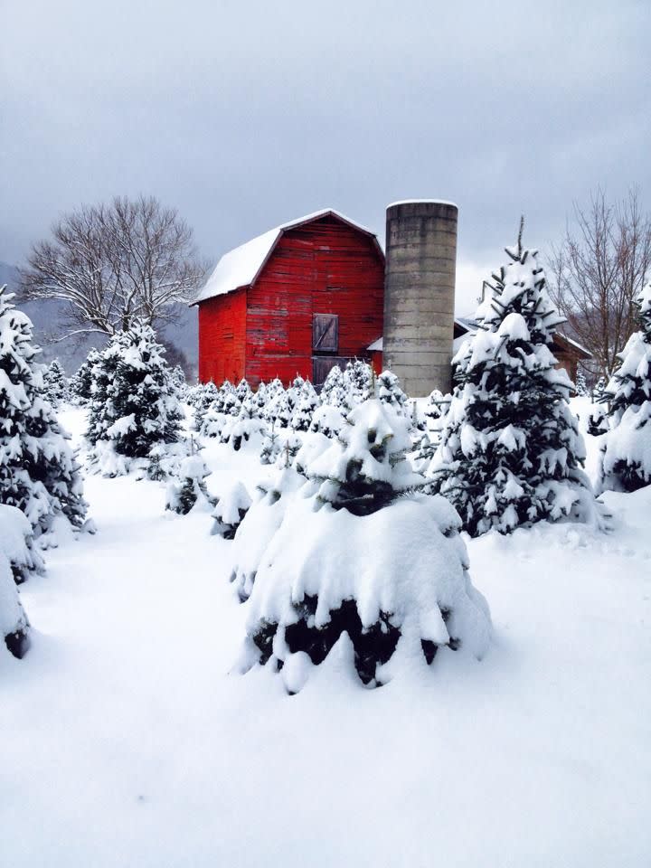 North Carolina: Smoky Mountain Tree Farm, Waynesville