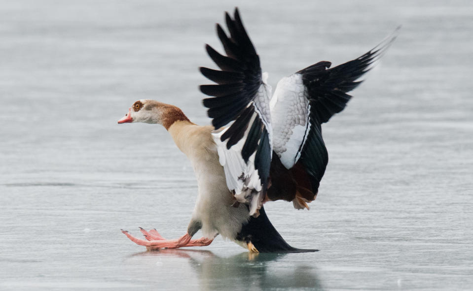 <p>Aus dem Weg – da kommt was angeschlittert! Eine Nilgans rutscht bei ihrer Landung auf dem zugefrorenen Maschsee in Hannover aus, muss sich mit ihren Flügen ausbalancieren und bietet den Zuschauern damit ein lustiges Naturschauspiel. (Bild: Julian Stratenschulte/dpa) </p>