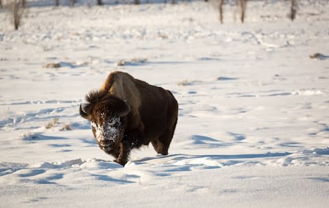 bison - Credit: Copyright Eric Seymour/Eric Seymour