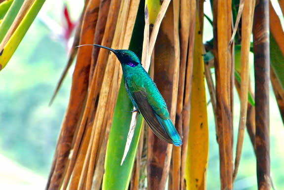 A male sparkling violetear (Colibri coruscans) hummingbird in Bogotá, Colombia. The bird has extended its tongue after feeding from a flower, preparing it for elastic expansion. Hummingbirds fuel their high-speed lifestyle with tiny drops of ne