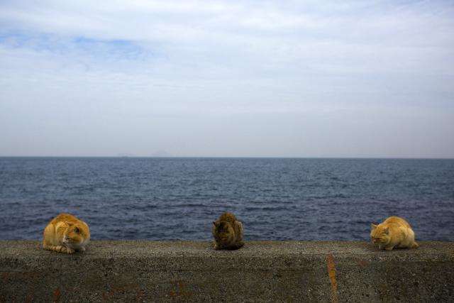 MyBestPlace - Aoshima, The Island Where Cats Rule