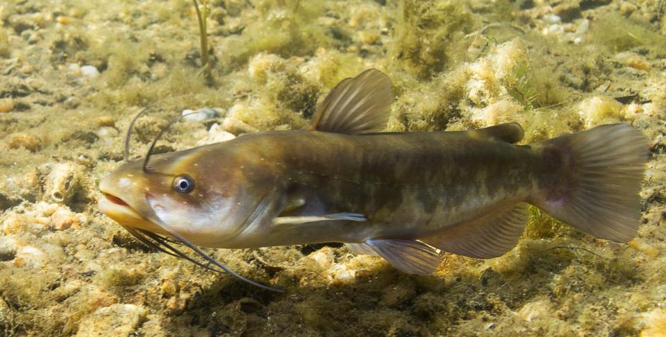 photo of brown bullhead