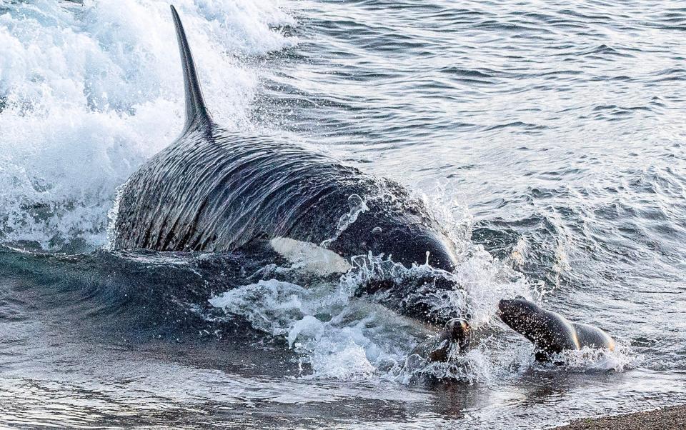 The female killer whale was drawn onto the beach when chasing the two sea lion pups