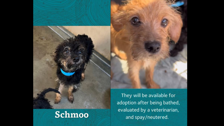 Several dogs available for adoption after being rescued from a hoarder. (City of Mission Viejo)