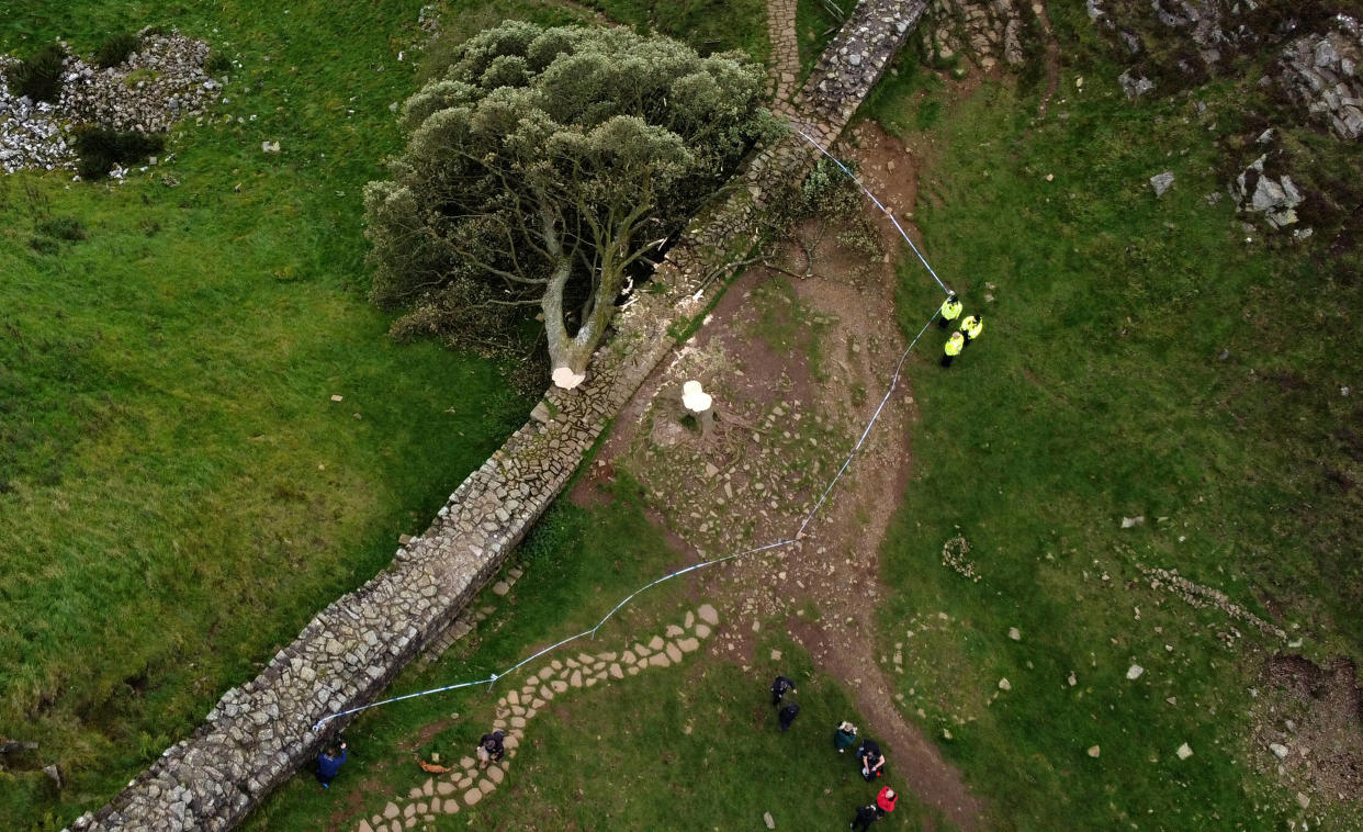 Une vue aérienne montrant le sycomore Gap abattu, le long du mur d’Hadrien, près de Hexham, dans le nord de l’Angleterre, le 28 septembre 2023.