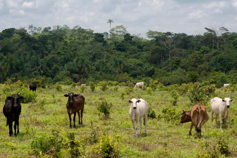 Cattle ranching is driving deforestation in the Amazon and other vital forests: Getty