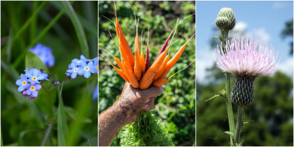 <p><strong>For National Vegetarian Week, we are celebrating the lesser-known wild plants and herbs that are edible. Not only does this broaden the fresh produce you have on offer, but it also reduces waste when you know which parts of a plant or vegetable don't need to be thrown away.</strong> </p><p>Louise Palmer-Masterton, founder of the award-winning, plant-based restaurant <a rel="nofollow noopener" href="https://www.stemandglory.uk/" target="_blank" data-ylk="slk:Stem + Glory;elm:context_link;itc:0;sec:content-canvas" class="link ">Stem + Glory</a>, reveals 10 plants and leaves you probably recognise, but didn't know you could eat...</p><p><em>Important note: Never eat anything unless you are 100% sure it is safe.</em></p>