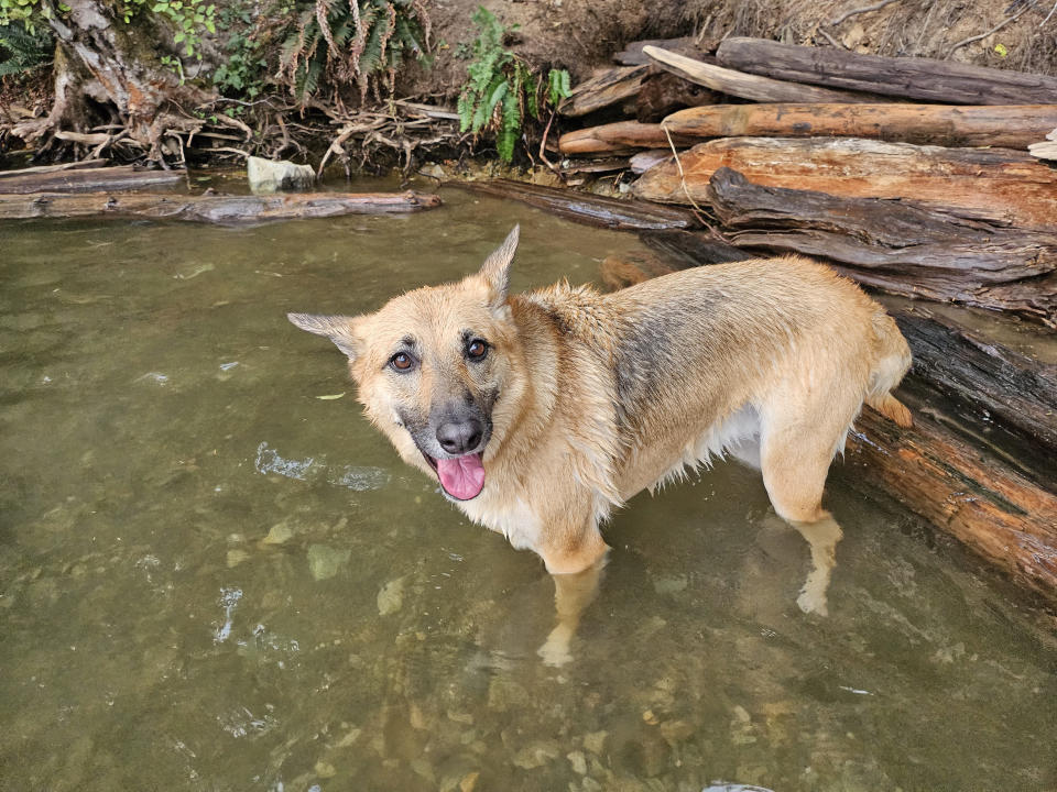 A dog in a lake