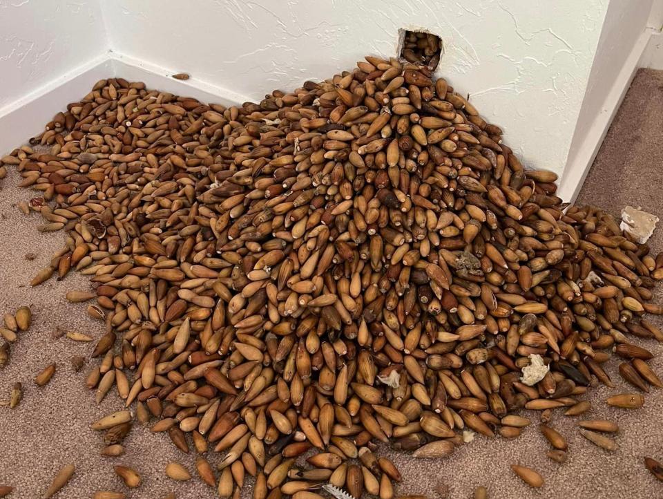 A hoard of acorns that were hidden in the wall by two woodpeckers