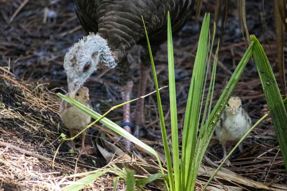 Giblet hatched three Osceola turkey chicks on Sept. 9 and 10.