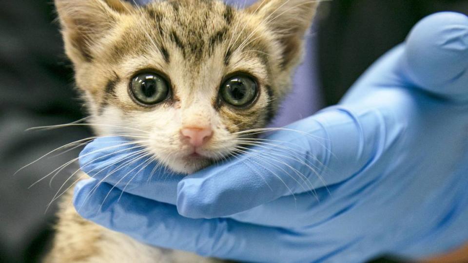 A stray kitten at the Miami-Dade Animal Services Pet Adoption & Protection Center in Doral.