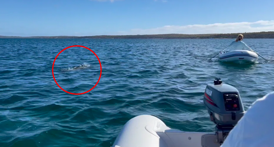A red circle around a pygmy right whale between two boats.