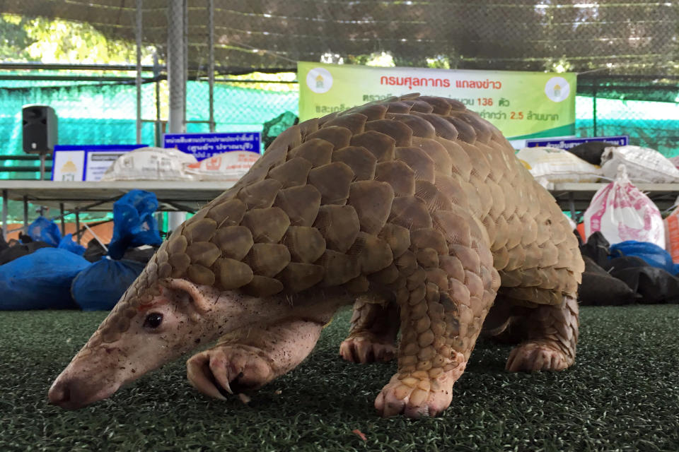 Un ejemplar de pangolín camina durante una rueda de prensa de las autoridades tailandesas después de descubrir y confiscar animales de esta especie con los que se trataba de comercia de forma ilegal el 31 de agosto de 2017. REUTERS/Prapan Chankaew