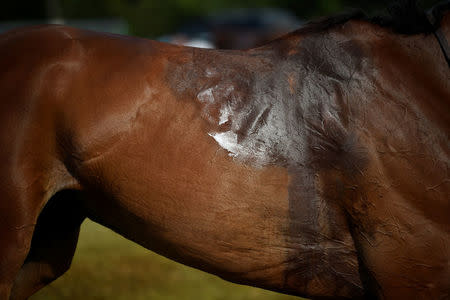 Sweat in the shape of a saddle is seen on a racehorse after a race at Killarney Racecourse in County Kerry in Killarney, Ireland, July 19, 2017. REUTERS/Clodagh Kilcoyne