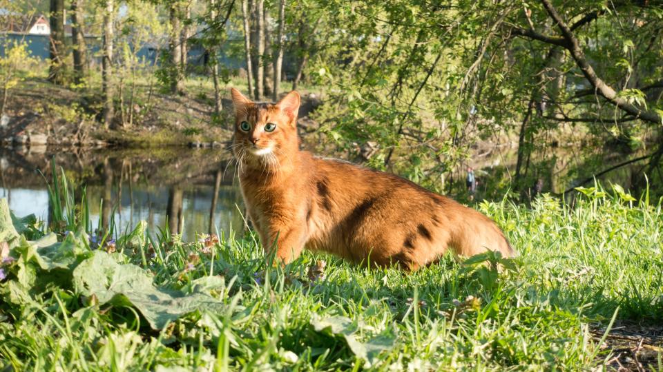 Somali cat walks on green grass on the river bank