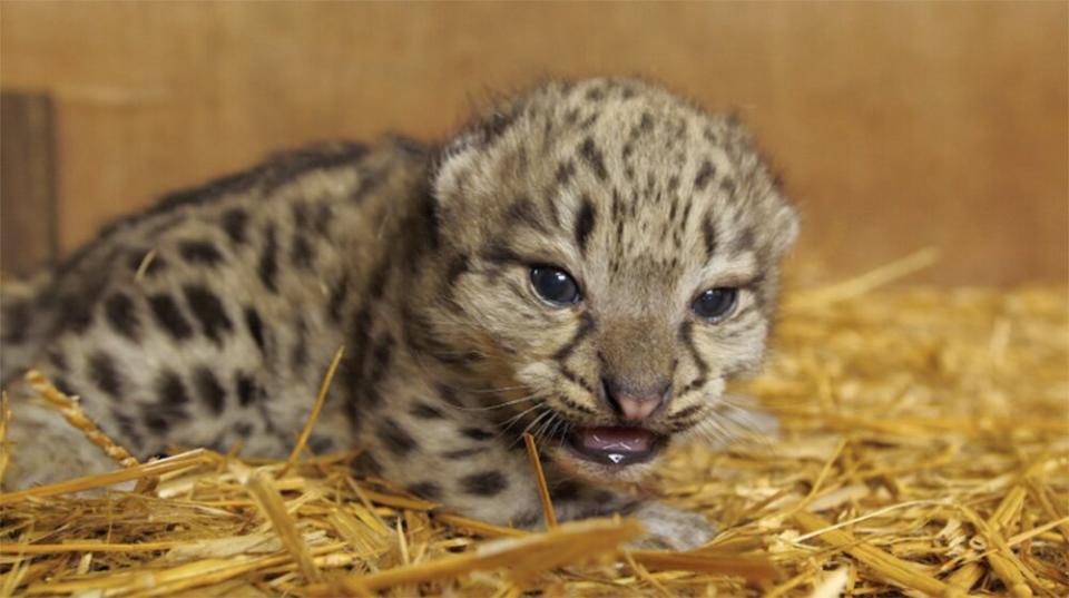 Snow Leopard born at The Big Cat Sanctuary