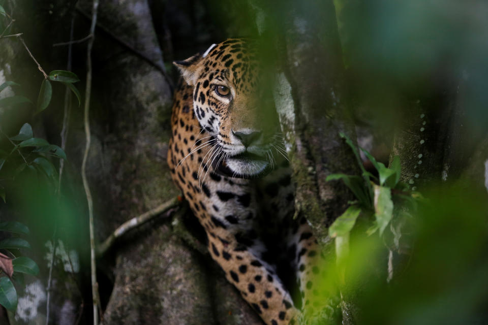 <p>A female adult jaguar sits atop a tree at the Mamiraua Sustainable Development Reserve in Uarini, Amazonas state, Brazil, June 5, 2017. (Photo: Bruno Kelly/Reuters) </p>