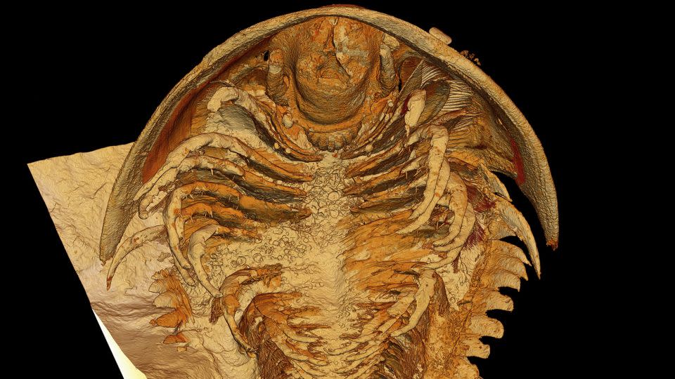 Microtomographic reconstruction shows the newly discovered trilobite species Gigoutella mauretanica from the Tatelt Formation in the High Atlas mountains. - Arnaud Mazurier/Institute for the Environment and Materials of Poitiers/University of Poitiers