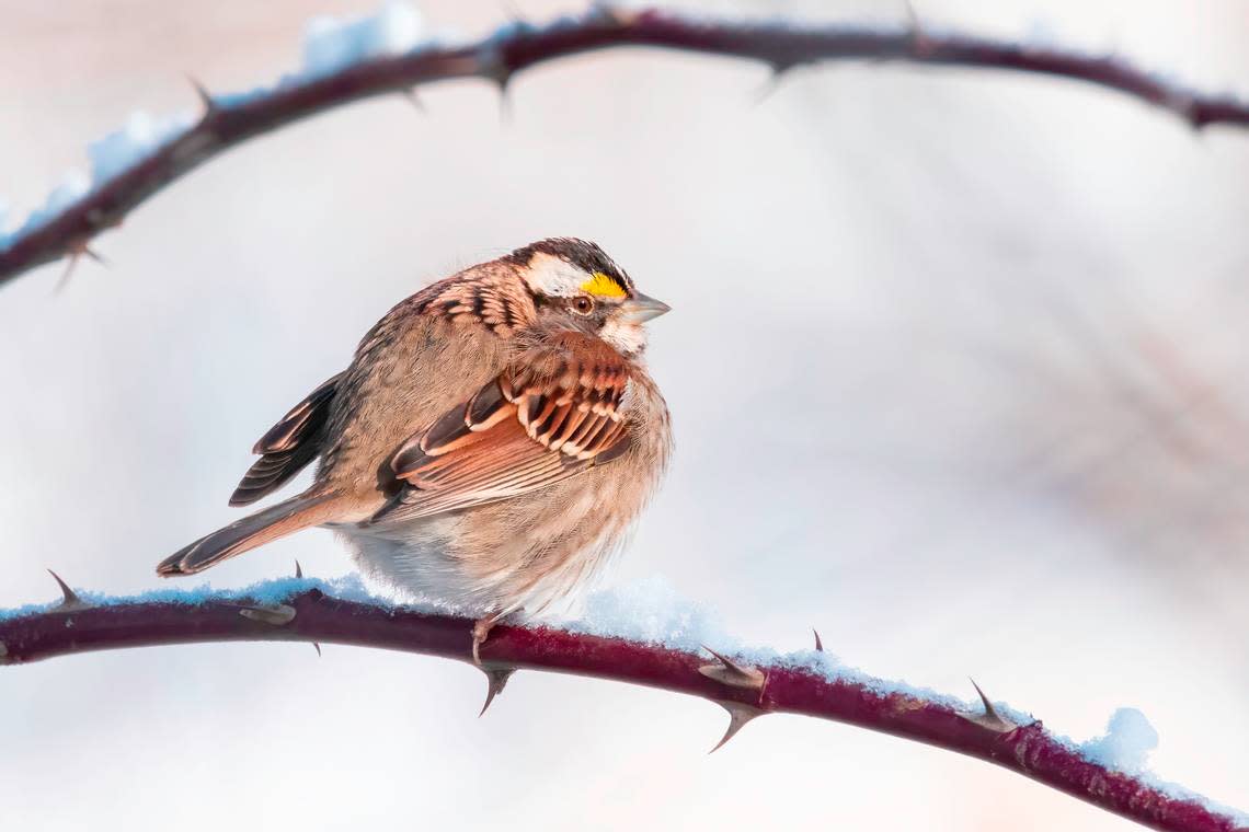 White-throated Sparrow. Courtesy of Mel Green.