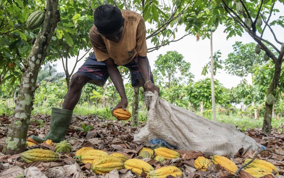 A worker gathers cocoa pods cut from trees into a sack on a farm in Azaguie, Ivory Coast - Andrew Caballero-Reynolds/Bloomberg