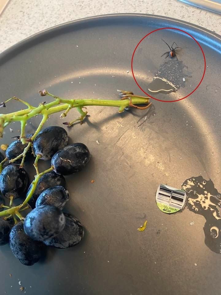 A Coles shopper was shocked to discover a live redback spider in his bag of grapes