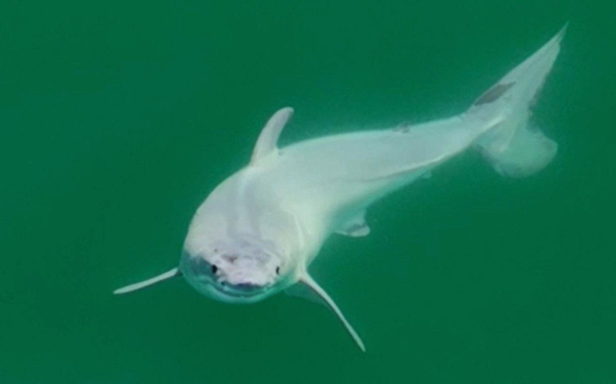 Newborn great white, filmed off the California coast near Santa Barbara