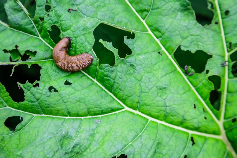 Close-up of a slug eating a leaf, Sonian Forest, Brussels, Belgium