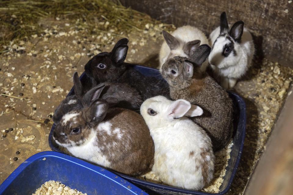 In this image provided by the ASPCA, rabbits sit in a pen where nearly 300 rabbits, birds and other animals were rescued from a home in Miller Place, N.Y., Tuesday Oct. 18, 2022, on New York's Long Island. The owner of the home, Karin Keyes, 51, was charged with multiple counts of cruel confinement of animals, prosecutors announced (Terria Clay/ASPCA via AP)