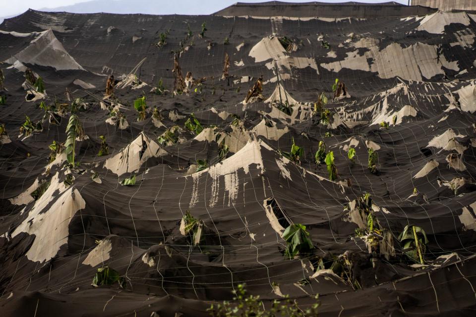 Banana plantations completely covered with ash