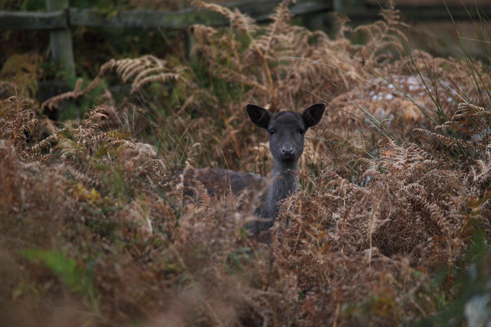 dark deer in a bush