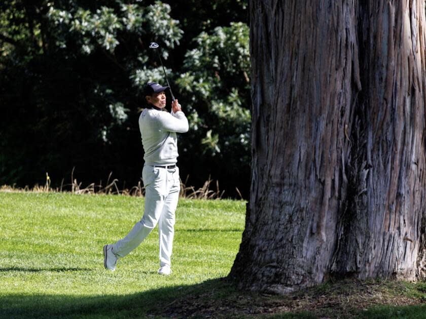 Tiger Woods hits out of the rough from behind a large tree on the 13th hole.