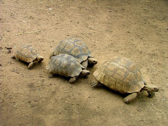 Les tortues terrestres