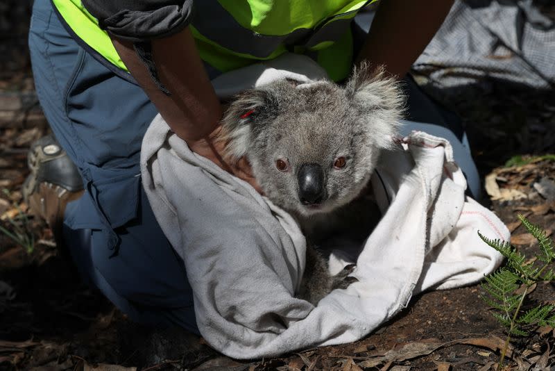 The Wider Image: From disease to bushfires, Australia's iconic koalas face bleak future